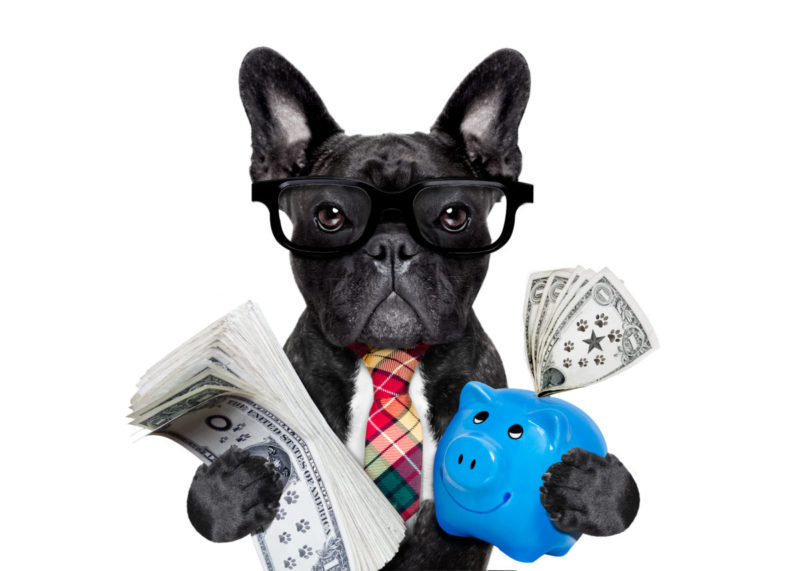 finance dog