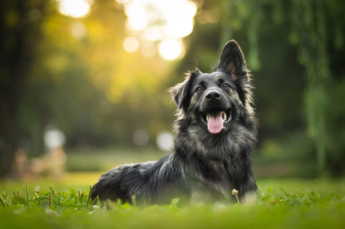 happy dog