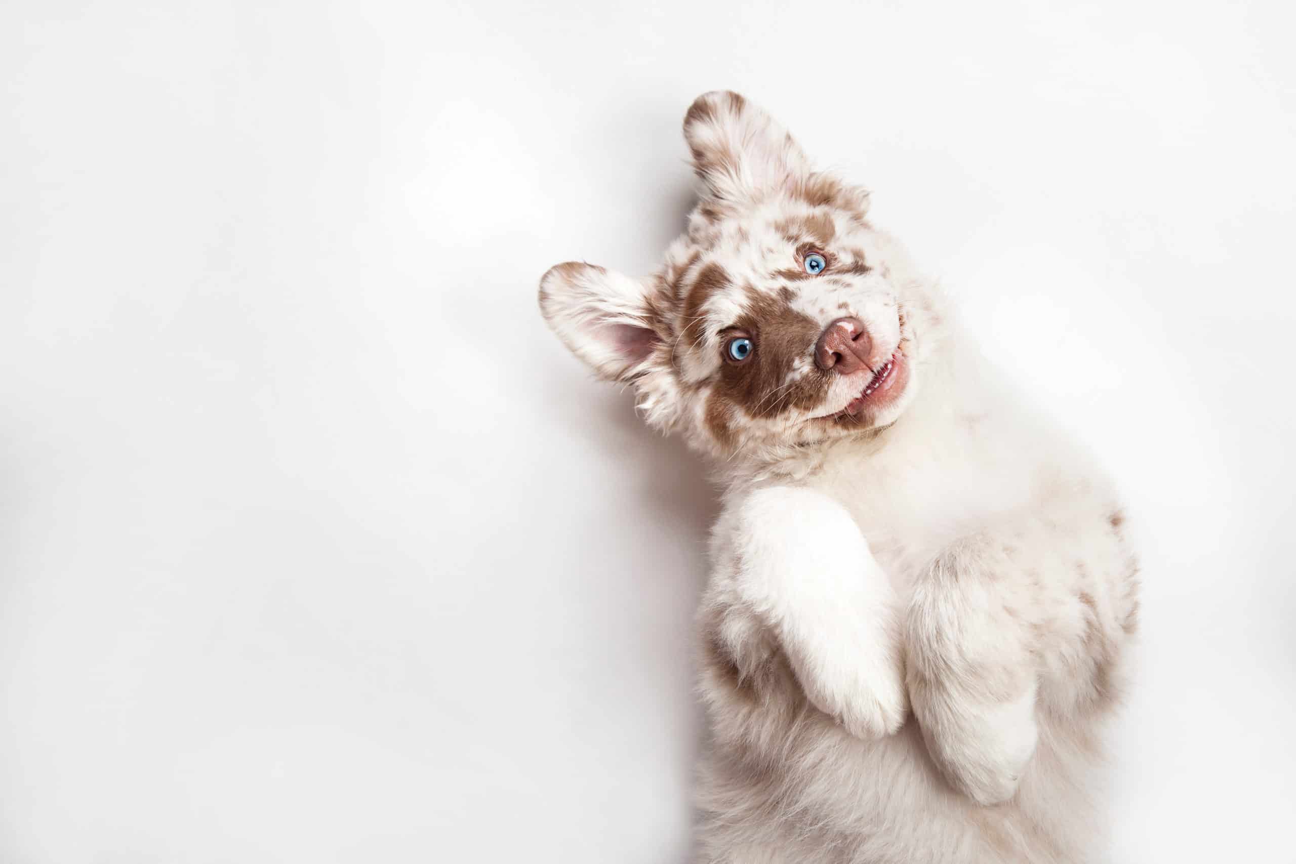 Funny,Studio,Portrait,Of,The,Smilling,Puppy,Dog,Australian,Shepherd