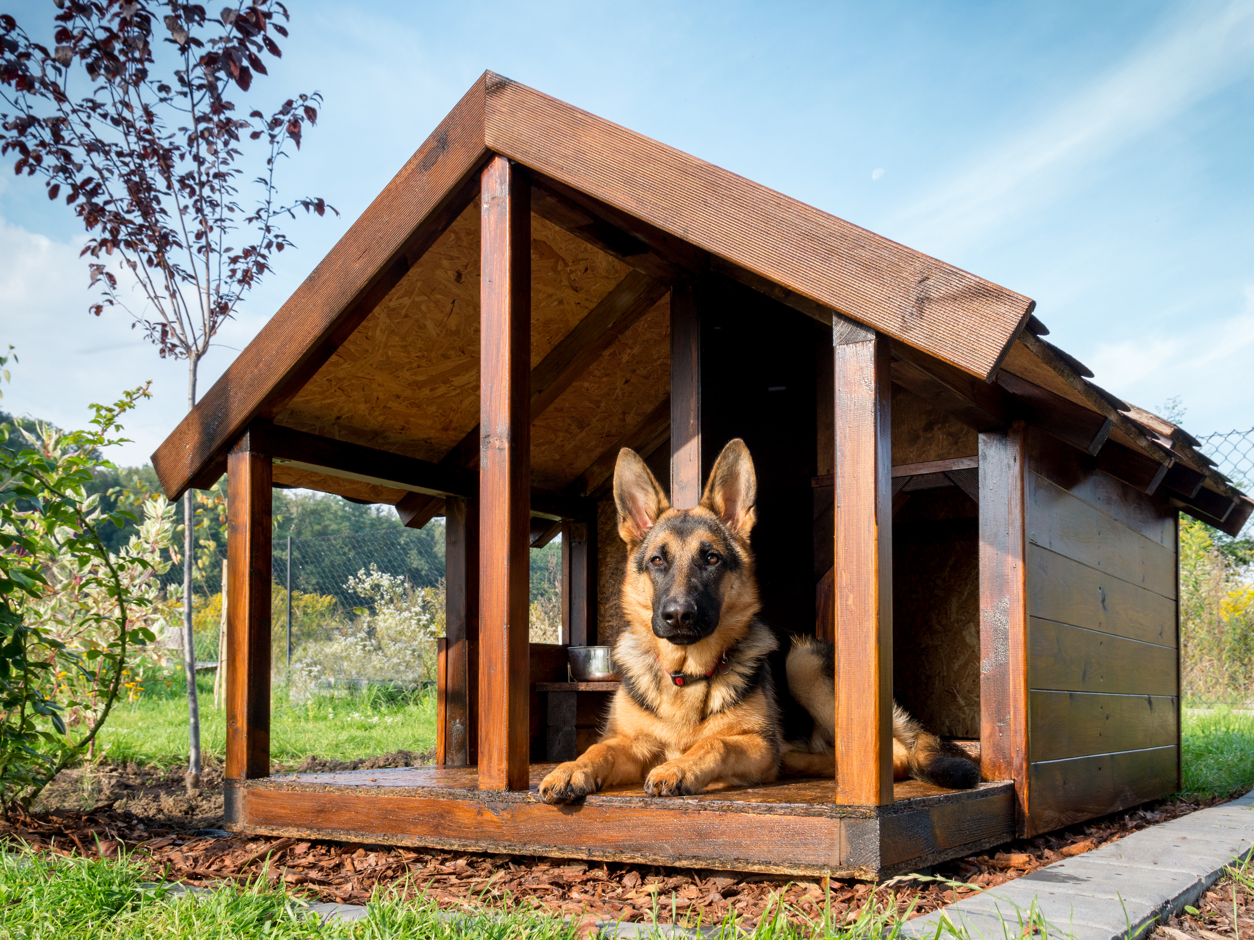 German,Shepherd,Resting,In,Its,Wooden,Kennel